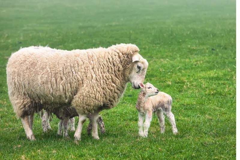 World First Halal Certified Sheep Placenta