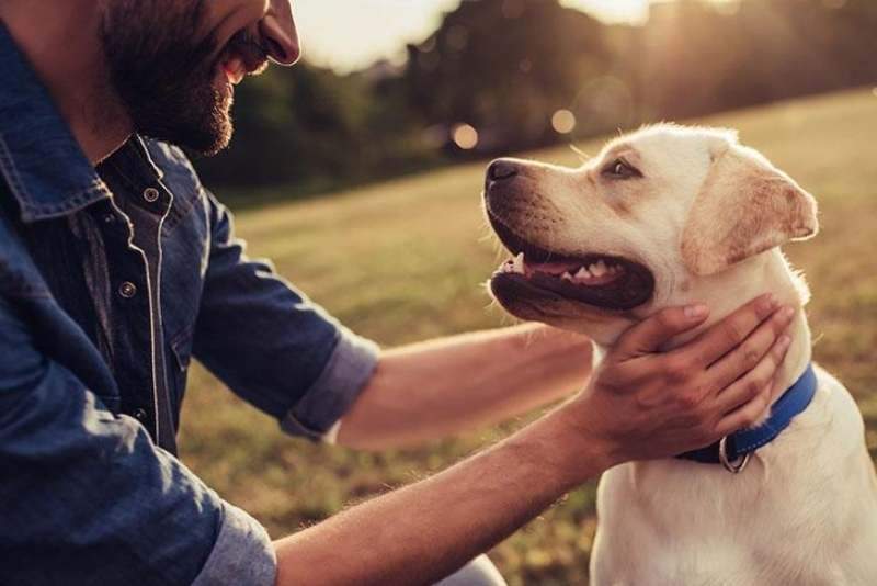 Green Lipped Mussel, Joint Pain and Your Dog!